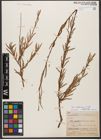 Foto von Salix wilhelmsiana M. Bieb.
